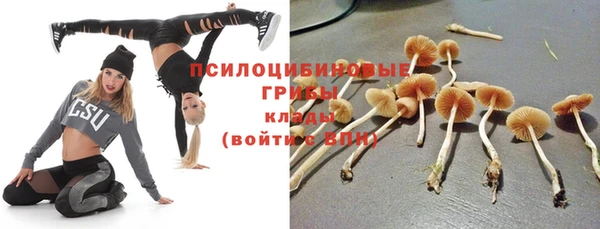 гидра Щигры
