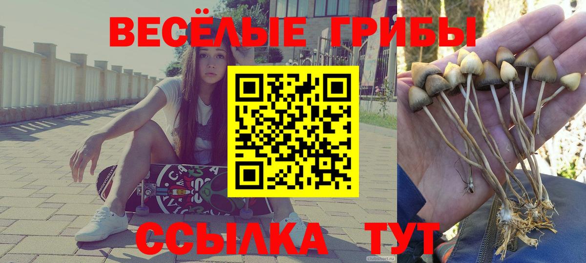 Обь  Галлюциногенные грибы прущие грибы  Вход с VPN  Галлюциногенные грибы Psilocybine cubensis 